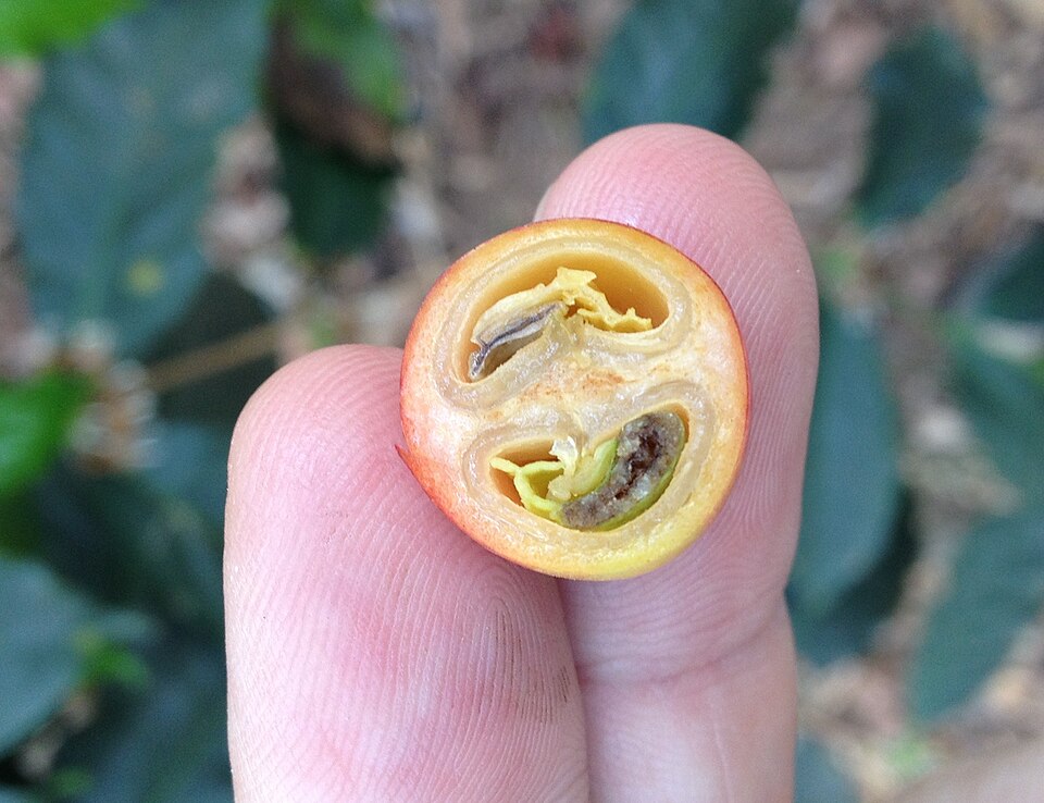 File:Coffee cherry cross section.JPG